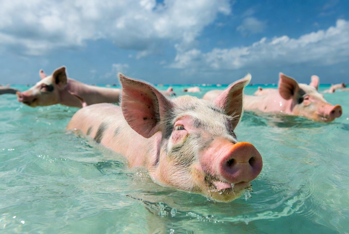 Swimming with pigs in the Bahamas